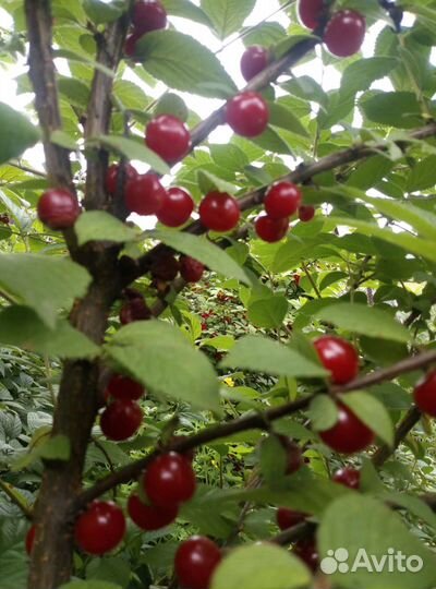 Саженцы вишни