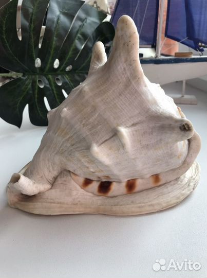 Ракушка раковина морская cassis