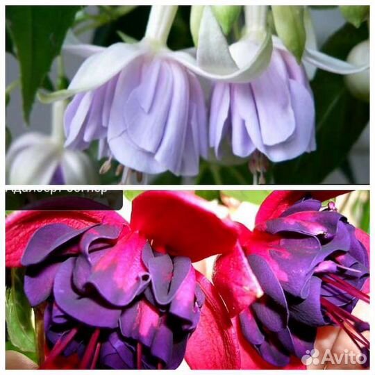 Кустики фуксий подрощеные