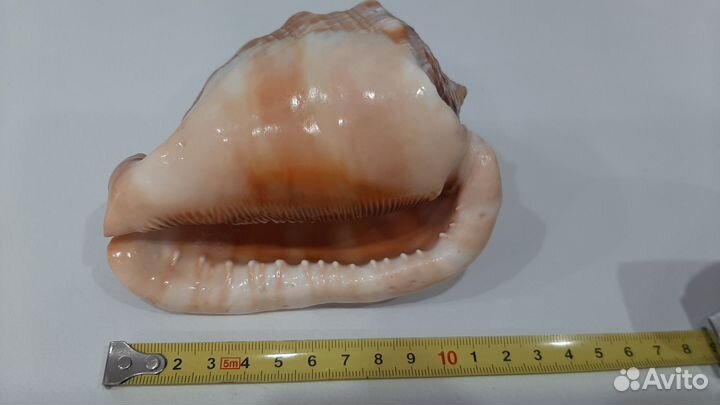 Раковина морская