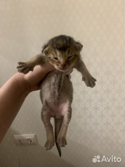 Котята чаузи