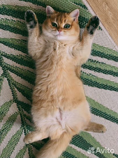 Кошка золотая шиншилла в добрые ручки