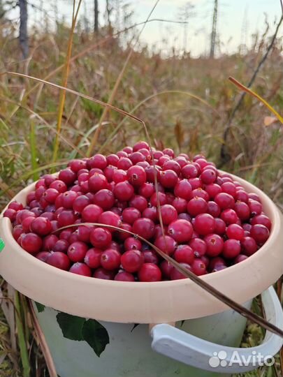 Клюква свежая