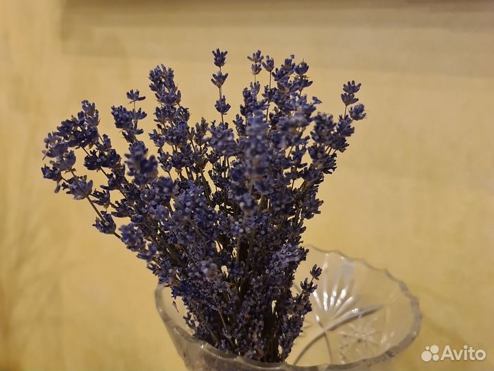 Лаванда сухоцвет