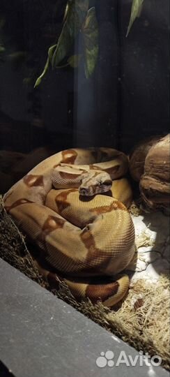 Императорский Удав Salmon