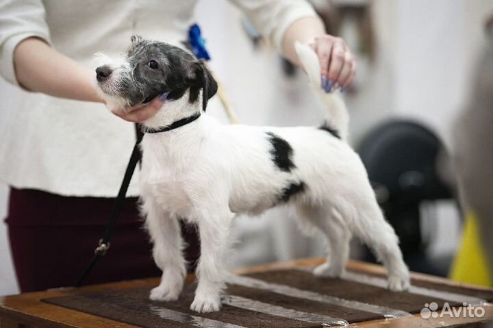 Профессиональный хендлер