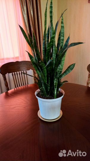 Кротон, аглаонема, сансивьерия