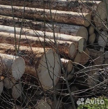 Лес кругляк сухостой