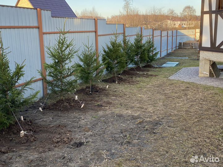 Ель обыкновенная саженцы