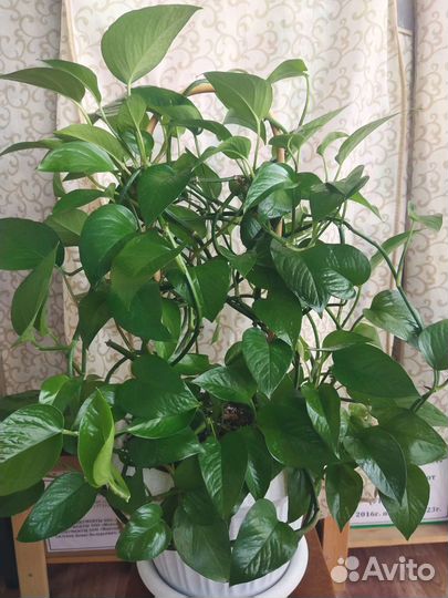 Сциндапсус или Эпипремнум (темно-зеленый)