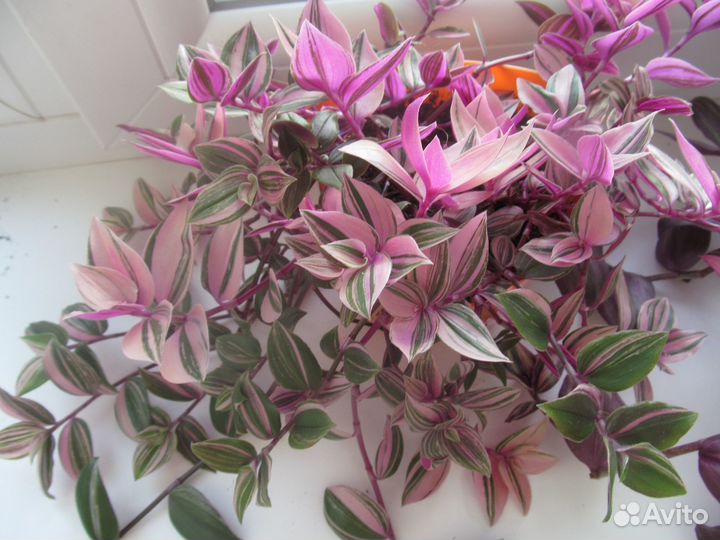 Традесканция,гипоэстес