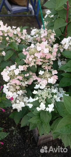 Гортензия метельчатая