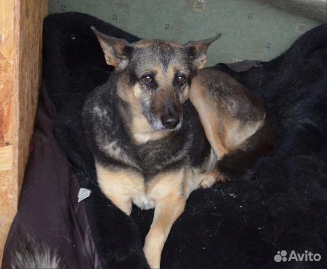 Собака в добрые руки