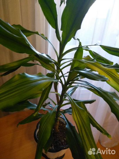 Драцена и другие