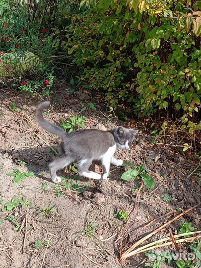 Котёнок в добрые руки