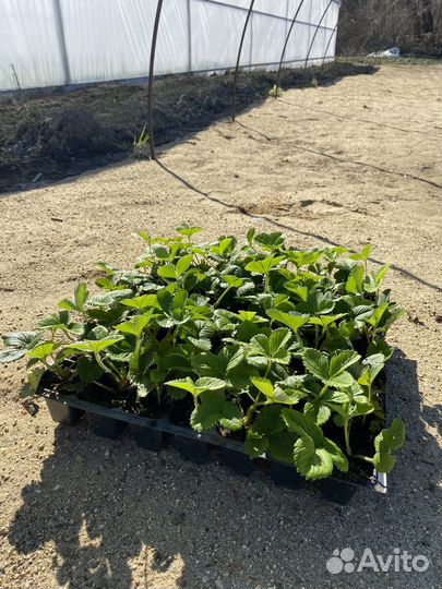 Саженцы клубники