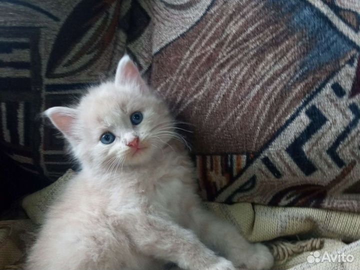 Два котёнка(1 месяц) белый мальчик, рыжий девочка