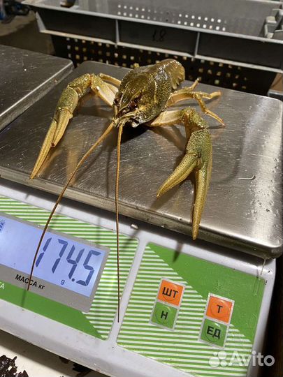 Раки Солнечный