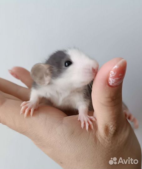 Крыса, крысята-дамбо