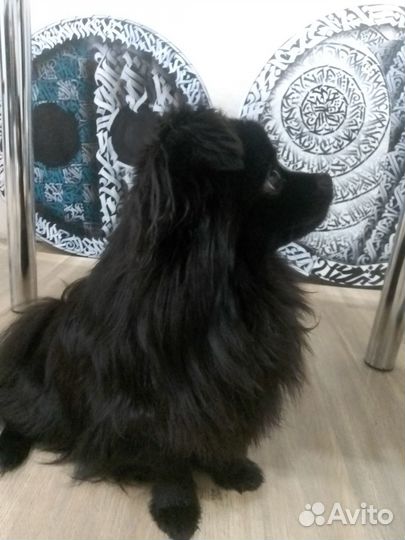 Немецкий шпиц кавалер вязка