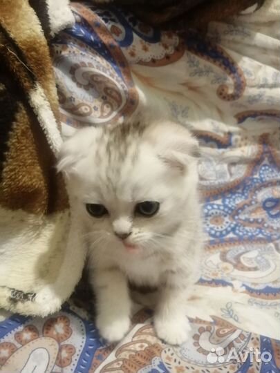 Шотландские котята