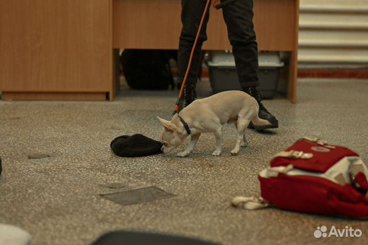 Дрессировка собак с выездом на дом