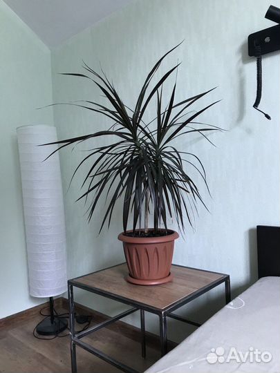 Комнатные цветы драцена