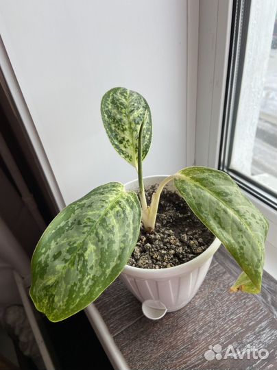 Продам цветы