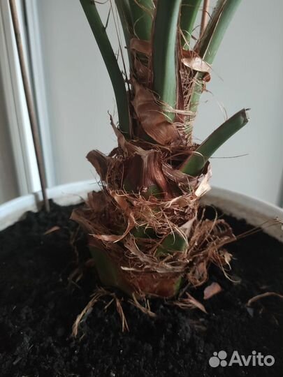 Финик канарский, пальма