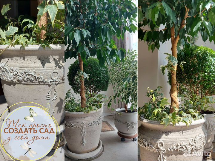 Фикус бенджамина большой