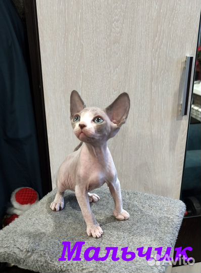 Канадский сфинкс котенок