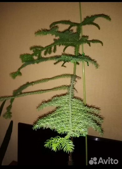 Араукария чилийская торг