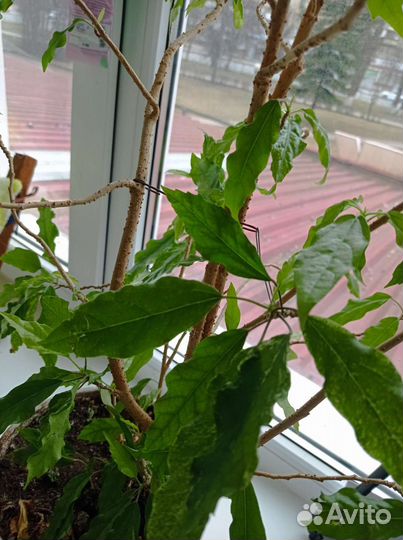 Гибискус(китайская роза)