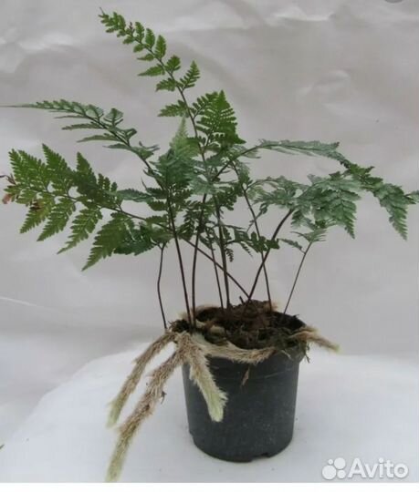 Папоротник Давалия