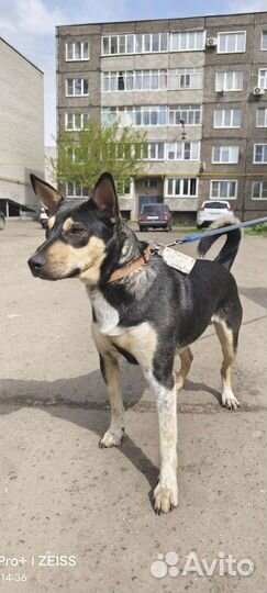 Лучший пес в мире ищет дом