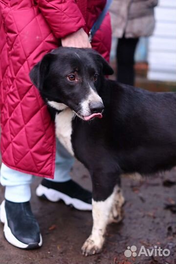 Собака в добрые руки отдам бесплатно