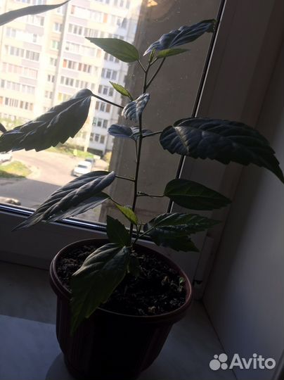 Китайская роза