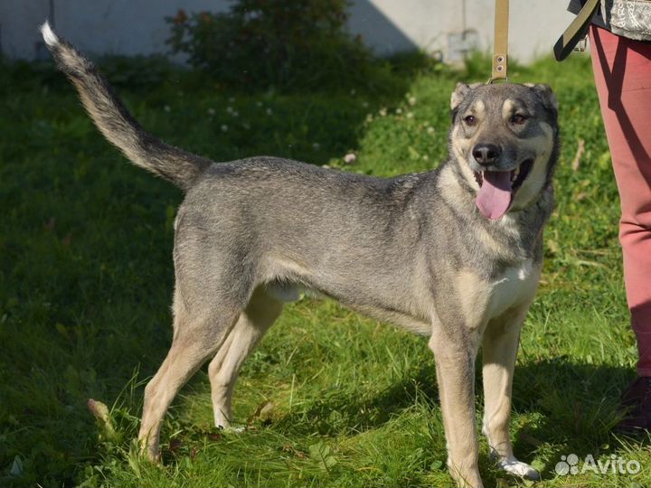 Отличный пёс в дар