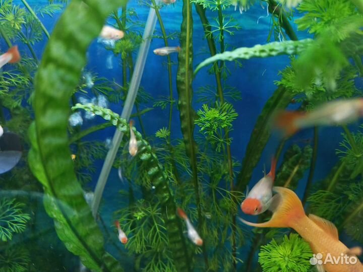 Подросший малек гуппи(пол видно),растения см фото