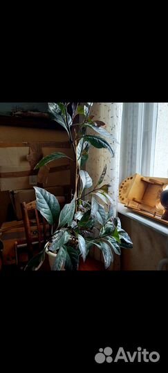 Комнатные цветы