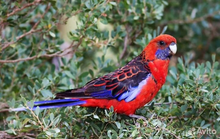 Розелла Красная