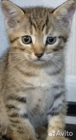 Котята в добрые руки мальчики