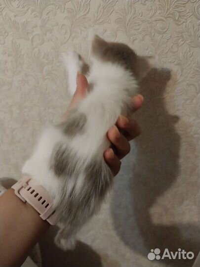 Котята в дар бесплатно