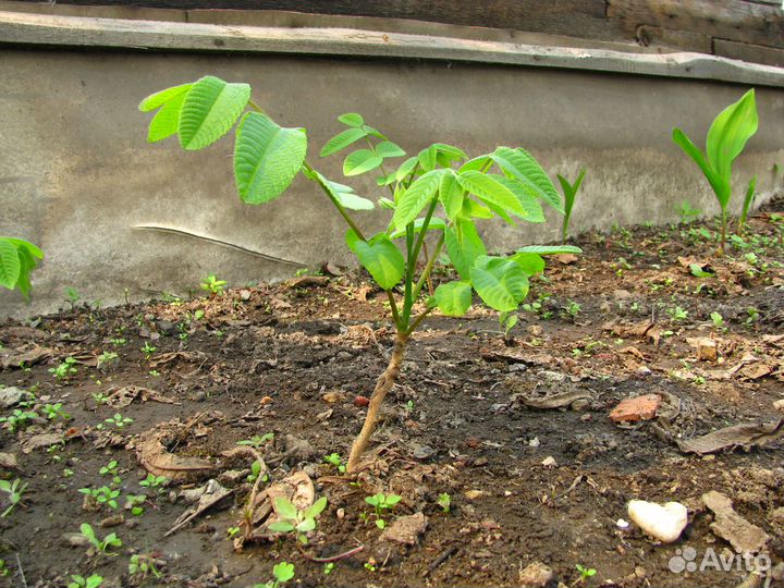 Саженцы ореха маньчжурского