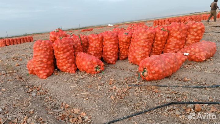 Продам морковь, морковь скотине лук