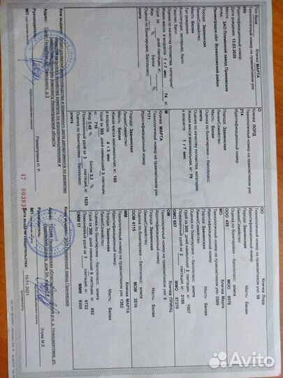 Зааненские козы племенные