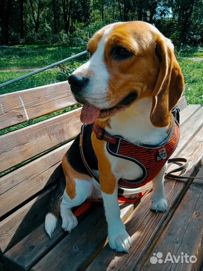 Щенки бигль