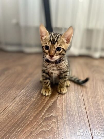Бенгальские котята