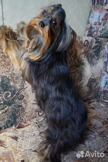 Йоркширский терьер