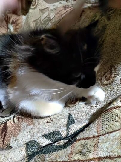 Кошки в добрые руки бесплатно